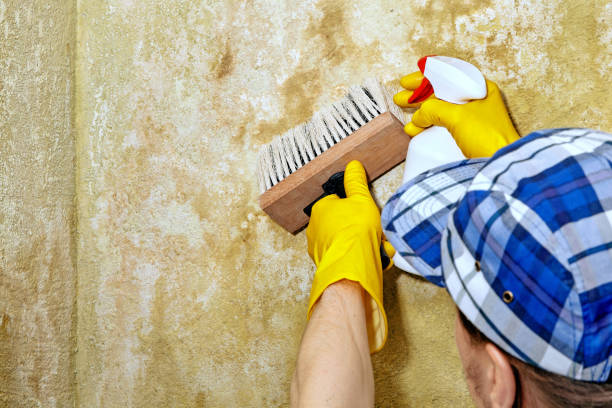 Best Forensic Mold Investigation  in Sun City West, AZ