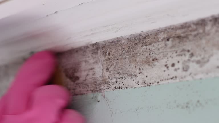  Sun City West, AZ Mold Removal Pros